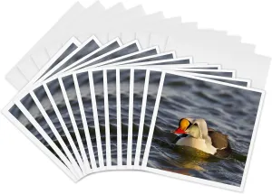 Greeting Cards - King eider duck, tundra pond, Alaska, USA - US02 HRO0727 - Hugh Rose - 12 Pack - Ducks