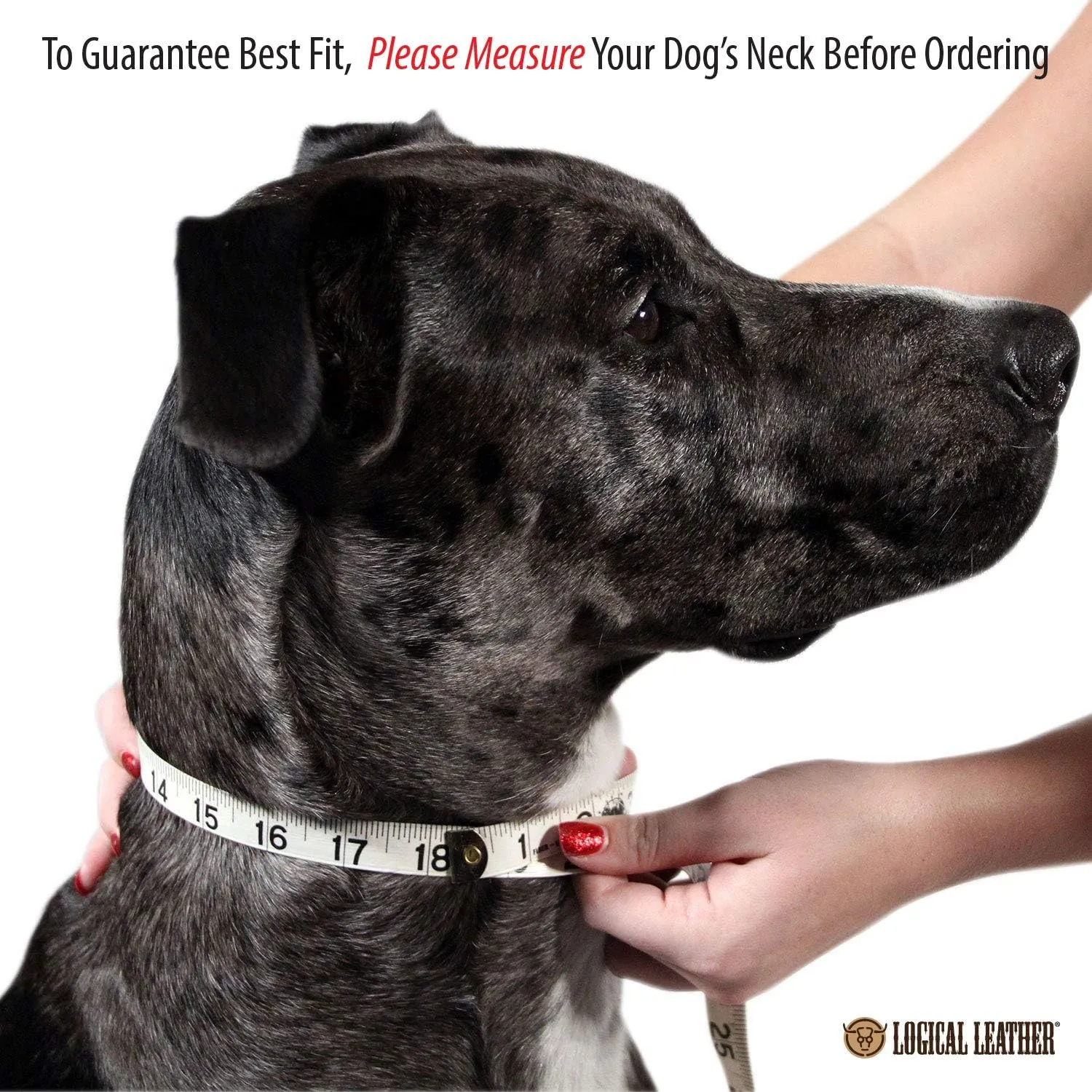 Premium Leather Dog Collar - Best Full Grain Heavy Duty Genuine Leather Collar (Purple, Medium)
